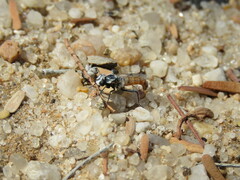 Syllegomydinae