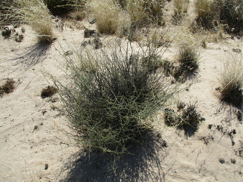 Image of Asparagus pearsonii by no rights reserved