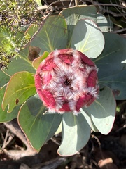 Protea grandiceps