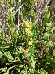 Tetragonia fruticosa