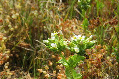 Sebaea minutiflora