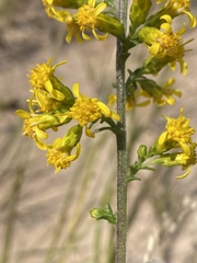 Solidago gillmanii