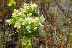 Sebaea minutiflora