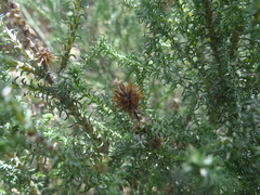 Seriphium cinereum
