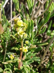 Tetragonia fruticosa