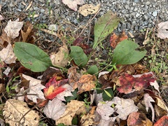 Solidago arguta