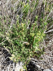 Tetragonia fruticosa