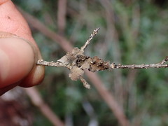 Pseudocyphellaria mallota