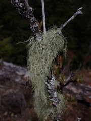 Alectoria sarmentosa