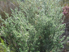 Seriphium cinereum