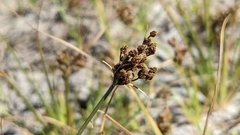 Fimbristylis puberula