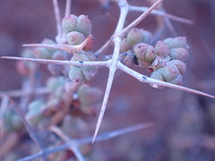 Ruschia intricata