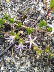 Wahlenbergia subulata