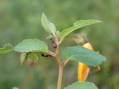 Camponotus subbarbatus