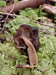 Gyromitra