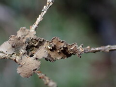 Pseudocyphellaria mallota
