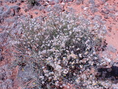 Lasiosiphon polycephalus