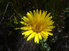 Berkheya barbata