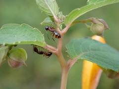 Camponotus subbarbatus