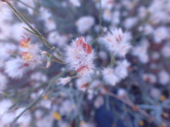 Lasiosiphon polycephalus