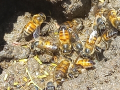 Apis mellifera scutellata