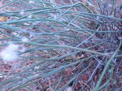 Lasiosiphon polycephalus