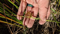 Cyperus haspan