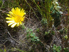 Berkheya barbata