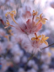 Lasiosiphon polycephalus