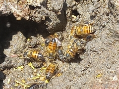 Apis mellifera scutellata
