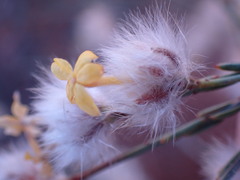 Lasiosiphon polycephalus