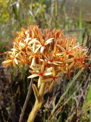 Dilatris viscosa