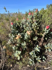 Protea grandiceps