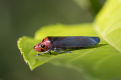 Aulacizes quadripunctata