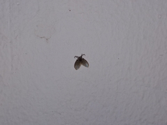 Clogmia albipunctata