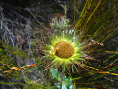 Berkheya barbata