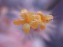 Lasiosiphon polycephalus