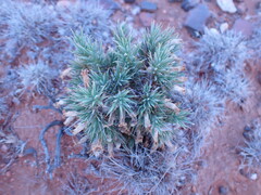 Aptosimum spinescens