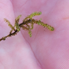 Scorpidium cossonii