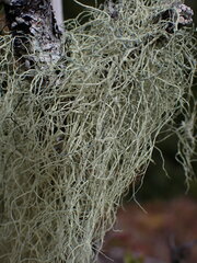 Alectoria sarmentosa