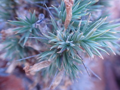 Aptosimum spinescens