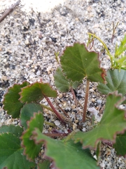 Pelargonium elegans