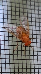 Ormia