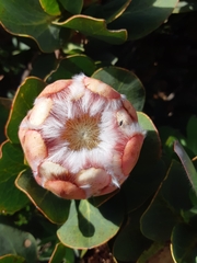 Protea grandiceps