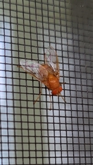Ormia