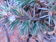 Aptosimum spinescens