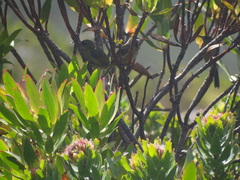 Anthobaphes violacea