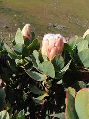 Protea grandiceps