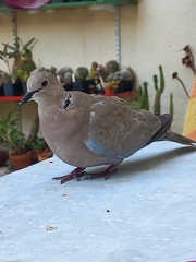Streptopelia decaocto