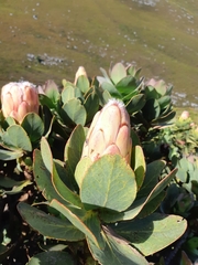 Protea grandiceps